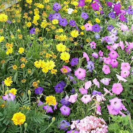 Pilic Ljiljana شقة *