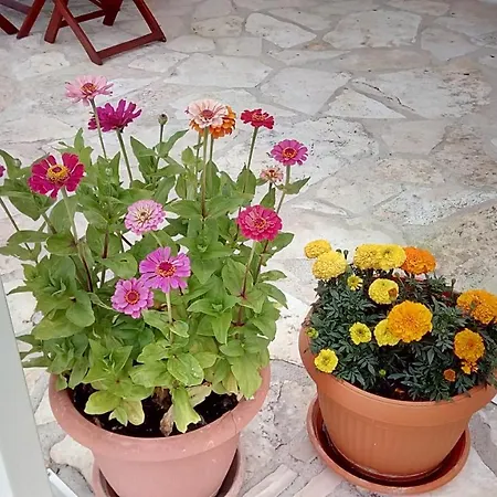 Pilic Ljiljana Appartement