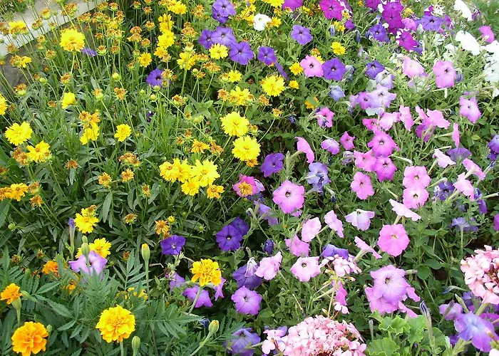 Pilic Ljiljana Apartment *