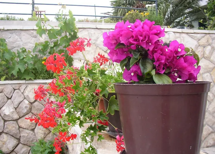 Apartment Pilic Ljiljana