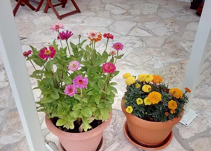 Pilic Ljiljana Apartment